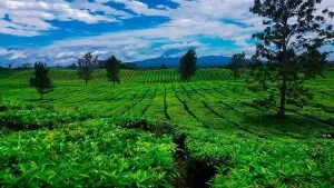 41947234 326481188140234 6243989509774745375 N