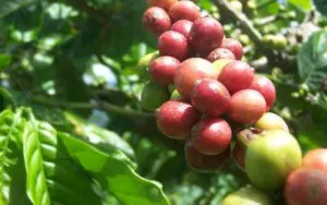 Kopi Simalungun Kawasan Danau Toba