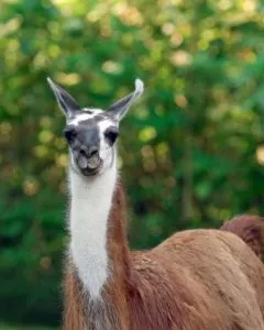 107561798 2951038971660322 3492473965737791932 N