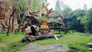 116705871 113855246939904 3042996168909162411 N