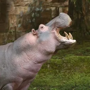 97281284 3073325306064581 6229897025963023146 N