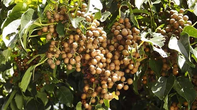 Pohon Sikkam